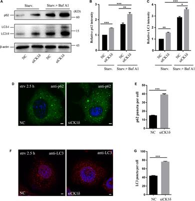 Casein Kinase 1 Family Member CK1δ/Hrr25 Is Required for Autophagosome Completion